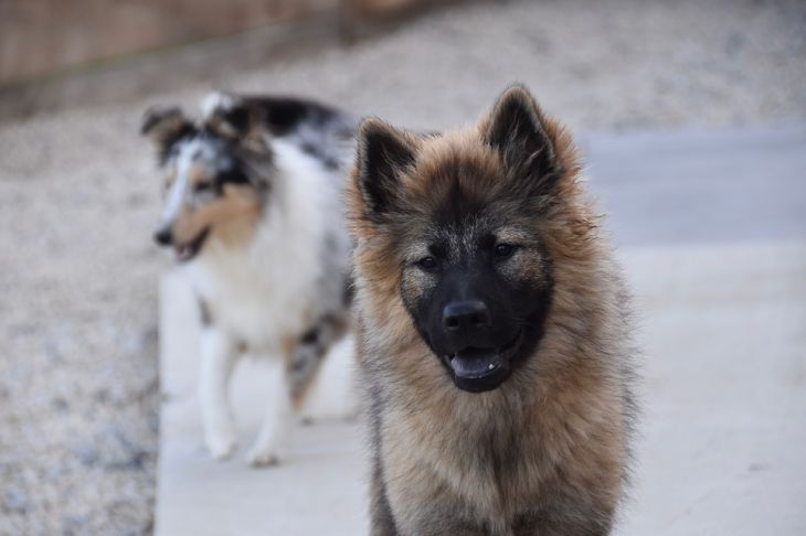 «Завтра это может быть ребенок»: в Гомеле стая собак безжалостно разорвала котенка