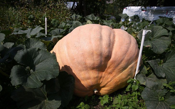 Житель Гродно вырастил тыкву весом более 400 кг