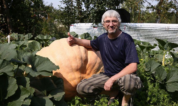 Житель Гродно вырастил тыкву весом более 400 кг