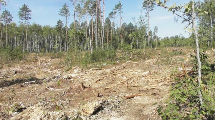 Почти 100 куб.м леса незаконно вырубили в Светлогорском районе