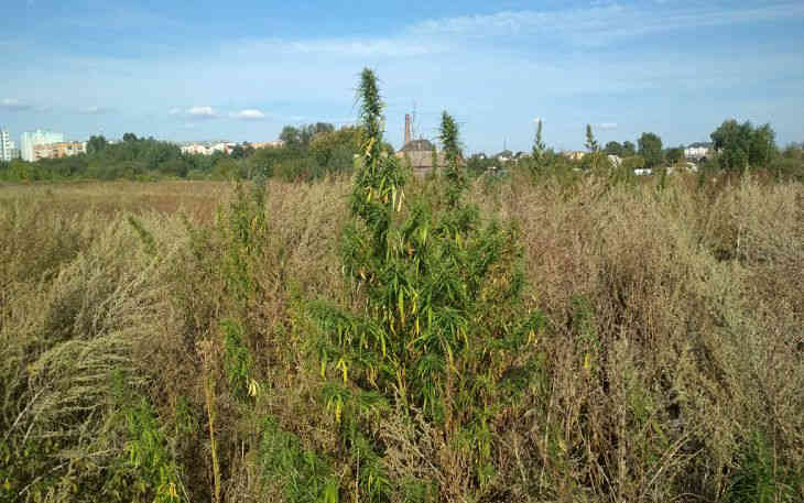 В Пинске неожиданно нашли полцентнера конопли В Пинске неожиданно нашли полцентнера конопли