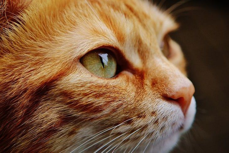 Эксперты рассказали, у каких питомцев «кошачий век» дольше, чем собратьев