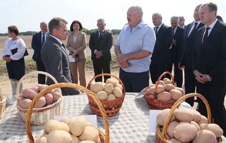 Лукашенко: «Надо Украине помочь картошкой. Может, еще президент Украины попросит и семенами помочь»