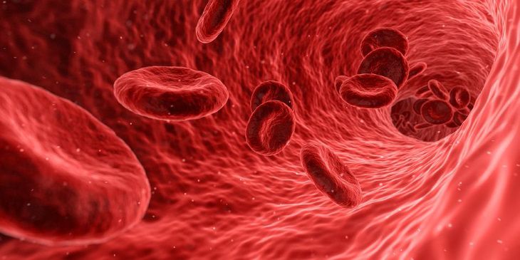 Немецкий ученый рассказал, что хорошо и плохо для кровеносных сосудов