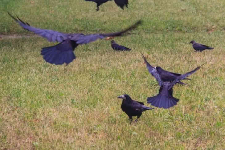 Злопамятные вороны три года мстили мужчине за мертвого птенца