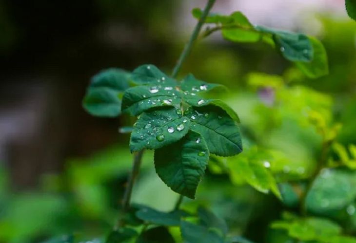 Итоги августа. Количество осадков превысило норму Итоги августа. Количество осадков превысило норму