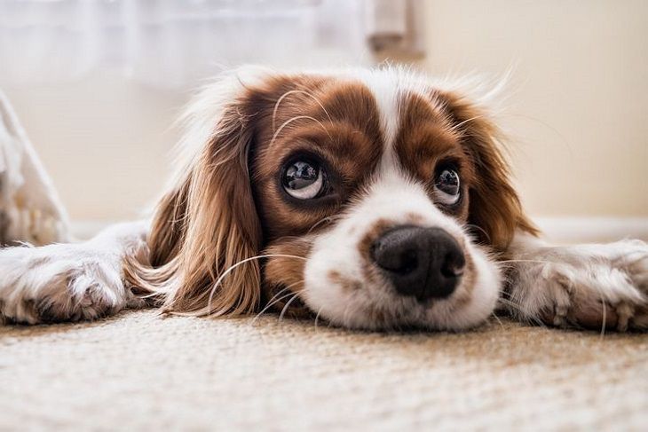 Ученые выявили пользу собак в борьбе с сердечными заболеваниями