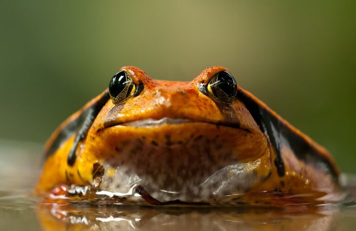 Биологи: поцелуй жабы дарит ощущение счастья на месяц