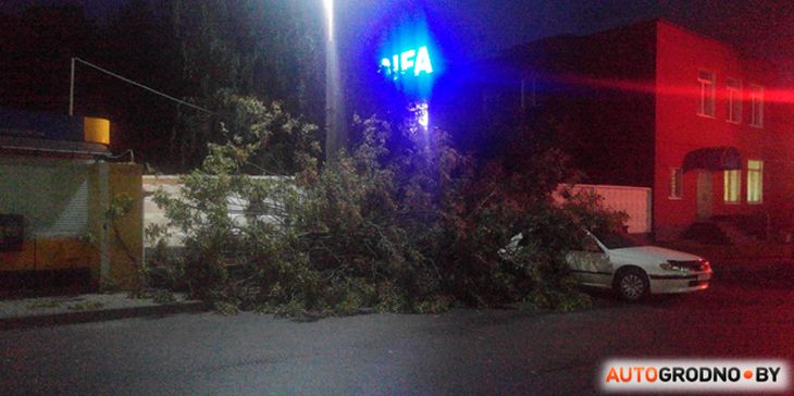 В Гродно дерево упало на машину: что делать в таких случаях