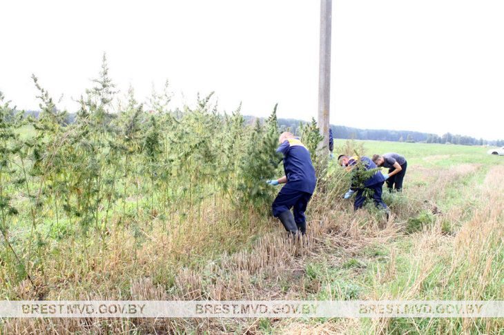 Под Брестом у Муховца нашли свыше 200 кило конопли