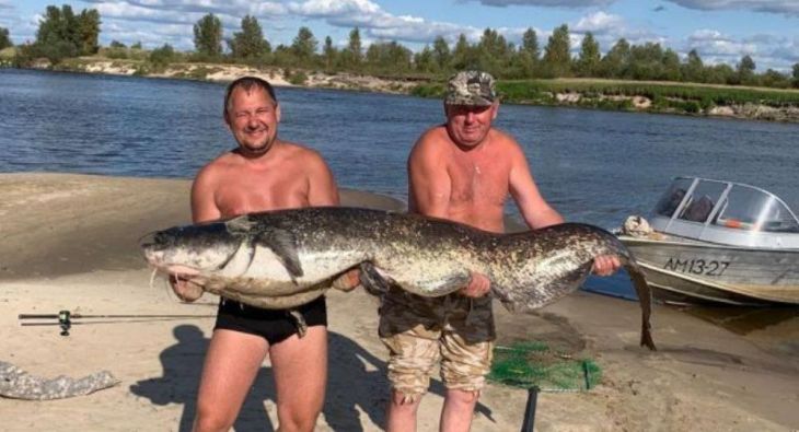 Белорусские рыбаки выловили в Припяти сомов размером с человека