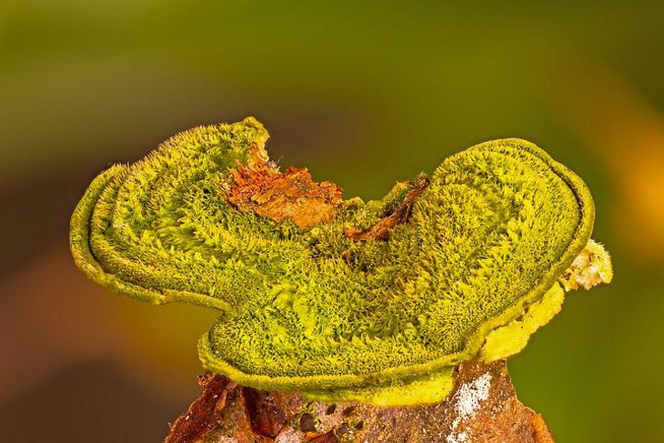 Ученые заявили, что плесень на продуктах не вредит здоровью человека Ученые заявили, что плесень на продуктах не вредит здоровью человека