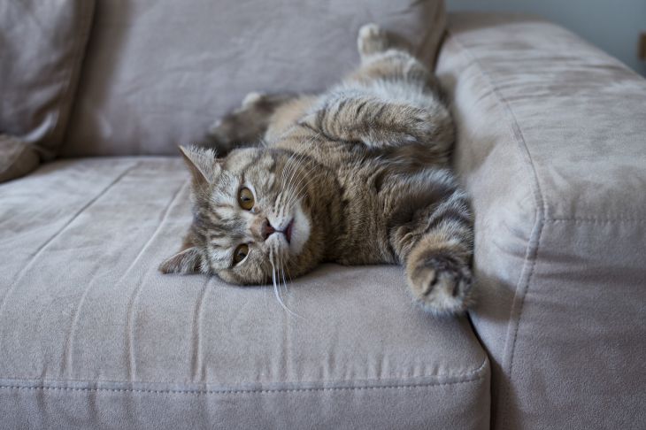 Как избавиться от кошачьей шерсти на диване, полу, одежде