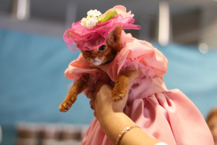 Животные в бальных платьях и десять котов дома. Посмотрите, как прошла выставка кошек в Минске