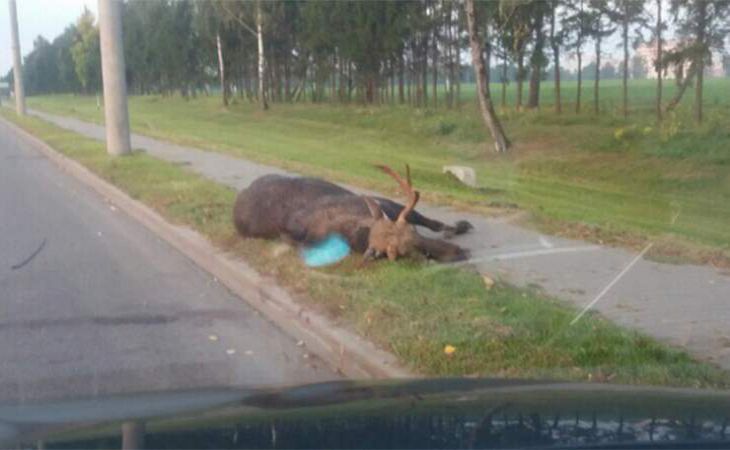 Мёртвый или спит?: В Буйничах на обочине заметили лося Мёртвый или спит?: В Буйничах на обочине заметили лося