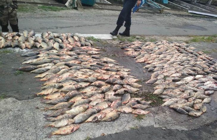 В Житковичском районе задержали браконьера, выловившего за одну ночь 280 кг рыбы