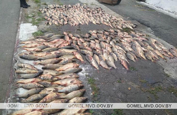 В Житковичском районе задержали браконьера, выловившего за одну ночь 280 кг рыбы