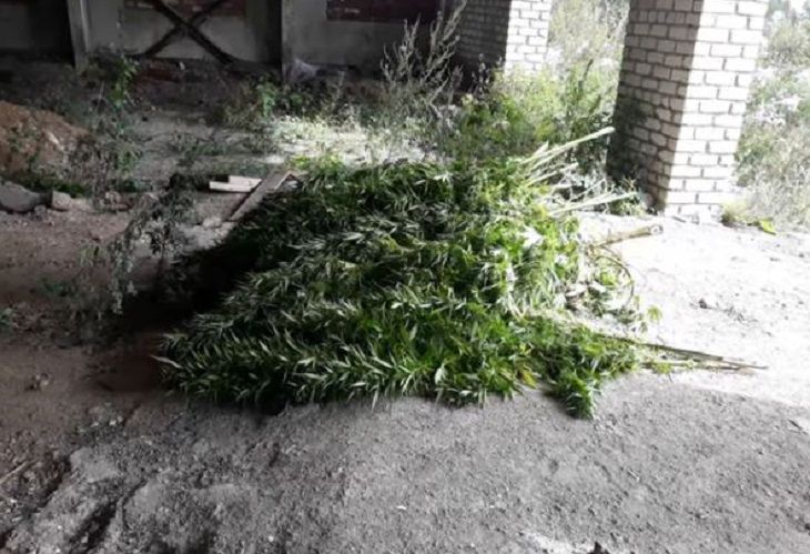Под Логойском нашли 170 кг конопли. И вот что произошло