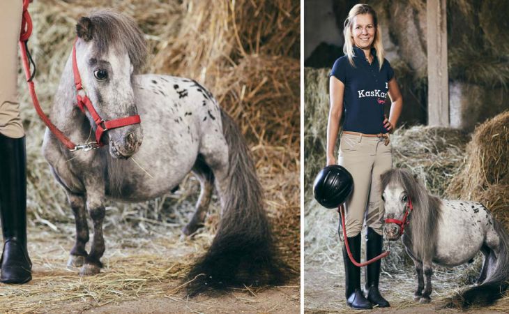 В Польше нашли самого маленького коня в мире