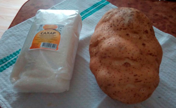 Почти 2 кило: дачник из Барановичей вырастил гигантскую картошку