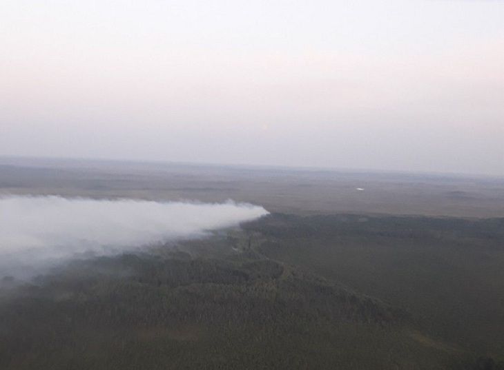 В Столинском районе вторые сутки продолжает гореть лес. Тушение затруднено