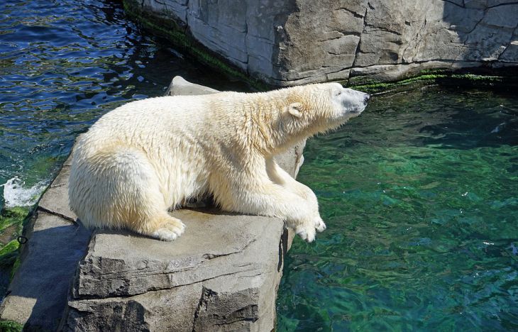 Ученые завершили исследование белых медведей на Белом и Велькицком островах. 