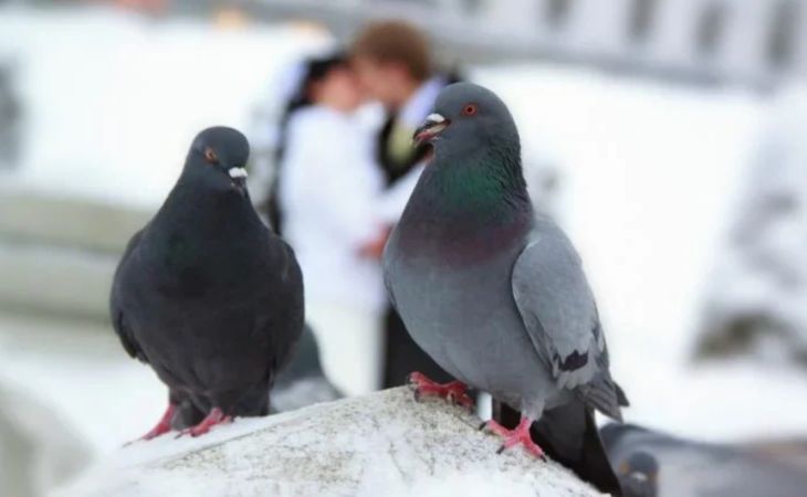 ЦРУ рассказало о подготовке голубей и кошек для шпионажа ЦРУ рассказало о подготовке голубей и кошек для шпионажа