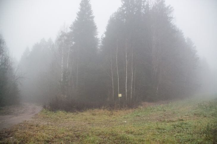 В 28 районах Беларуси запрещено посещение лесов