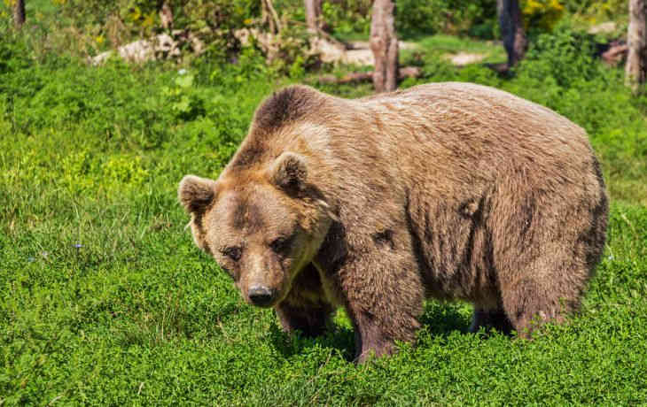 Семья чудом пережила нападение медведицы на их машину – кадры 