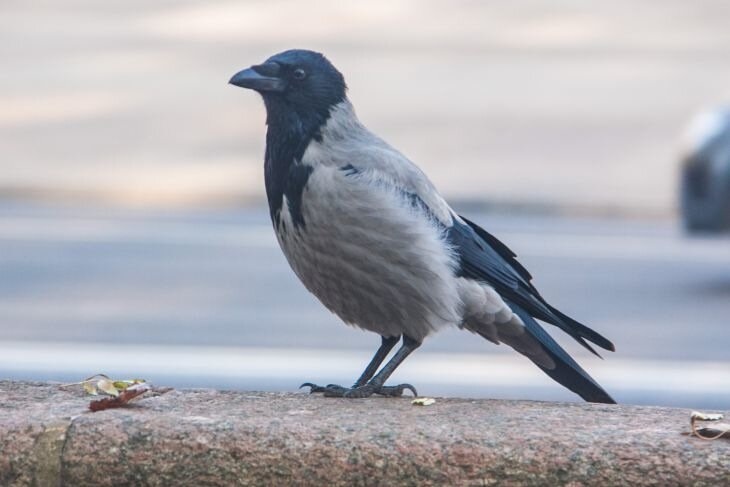 Сорока убила 76-летнего мужчину