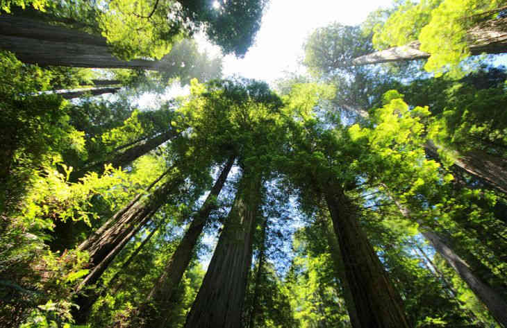 Исследователи нашли самое большое дерево в мире