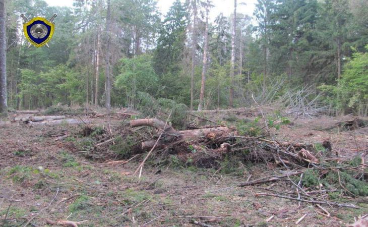 В Могилевской области при заготовке леса пострадали двое мужчин, один из них погиб на месте происшествия