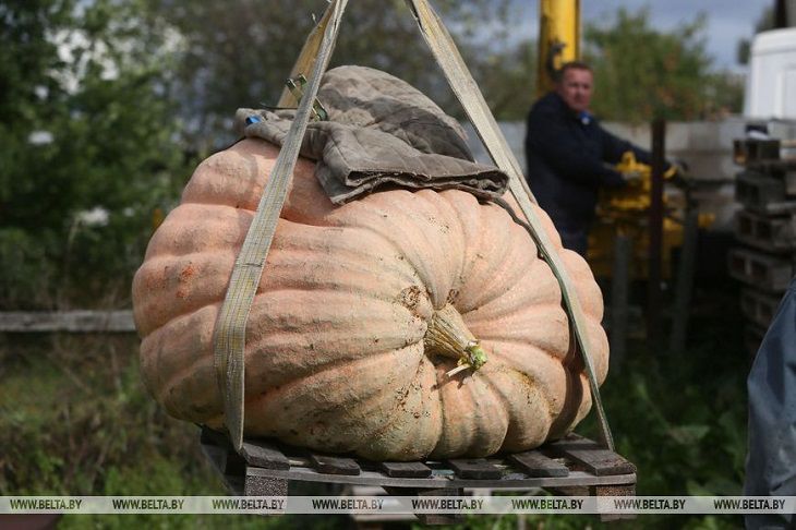 Тыкву-гиганта весом 450 кг выставят на обозрение в агротуристическом комплексе «Коробчицы»