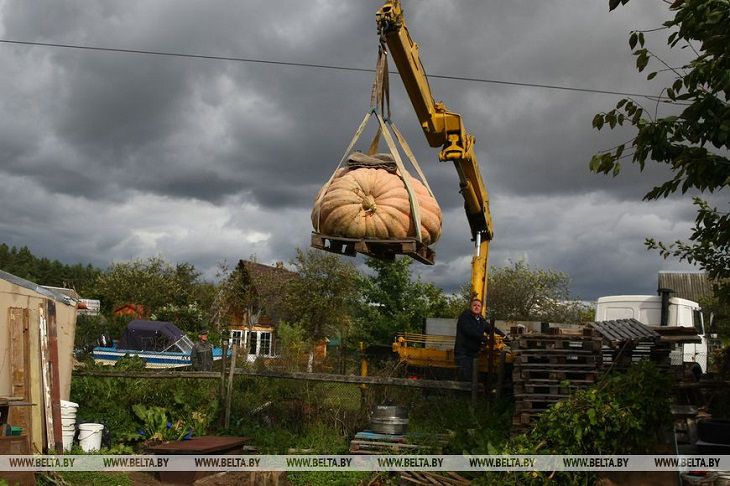 Тыкву-гиганта весом 450 кг выставят на обозрение в агротуристическом комплексе «Коробчицы»