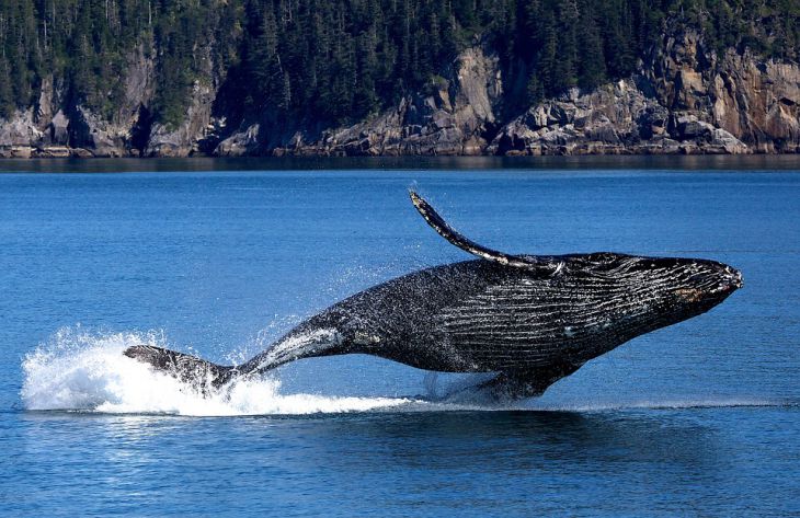 Ученые пытаются выяснить, что стало причиной массовой гибели китов