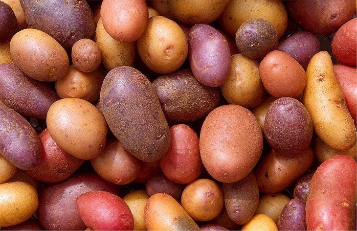 «Помогли» с уборкой урожая: у жителя Гродненского района украли с поля 600 кг картофеля