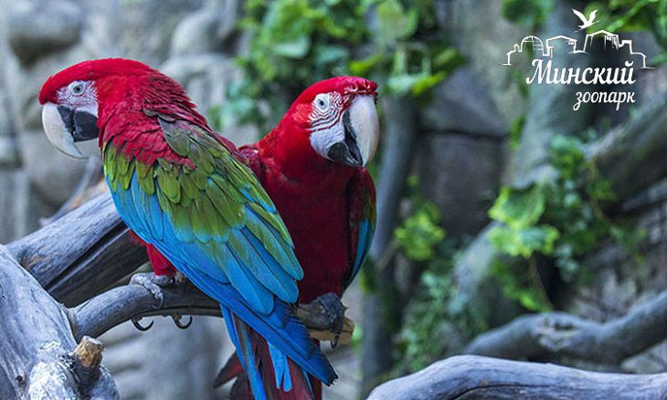 В минском зоопарке 1 октября пройдут бесплатные экскурсии для пожилых людей