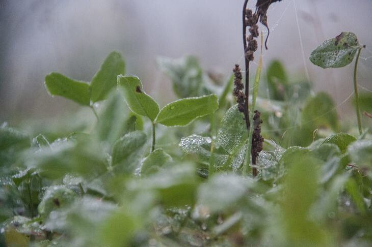 Погода в Беларуси на выходные: заморозки