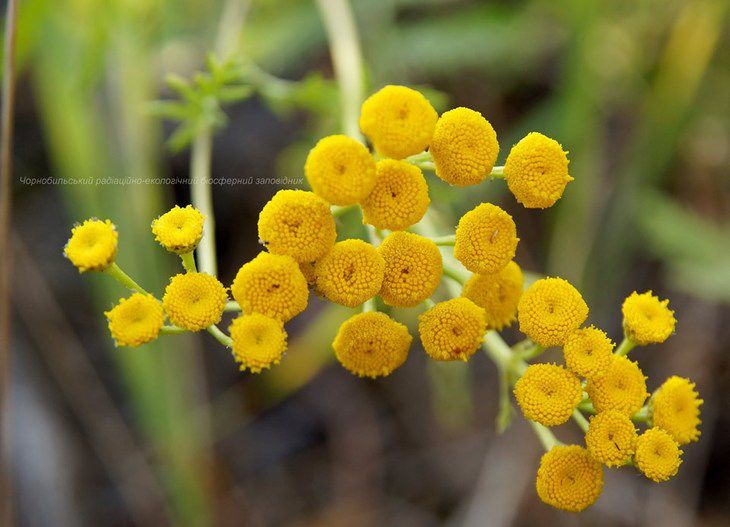 У Чернобыльской АЭС зацвело целебное растение, которым в древности лечили детей