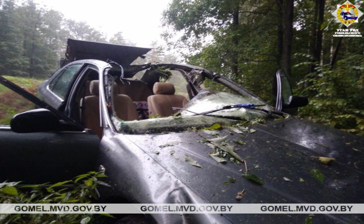 Лось спровоцировал ДТП в Жлобинском районе: пострадали два человека