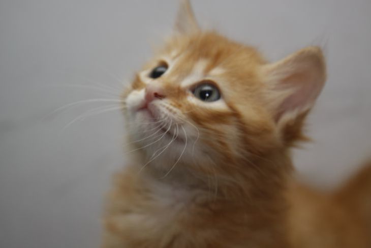 В Беларуси создана петиция за право бизнесу помогать приютам для животных В Беларуси создана петиция за право бизнесу помогать приютам для животных