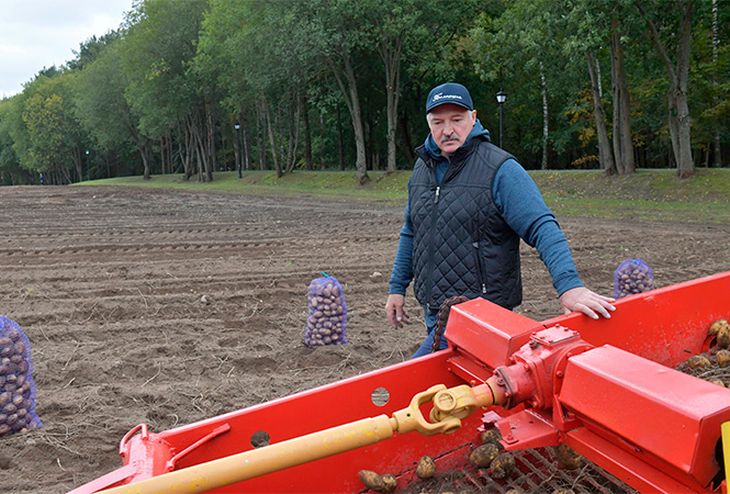 Стало известно, что выращивают на полях Лукашенко
