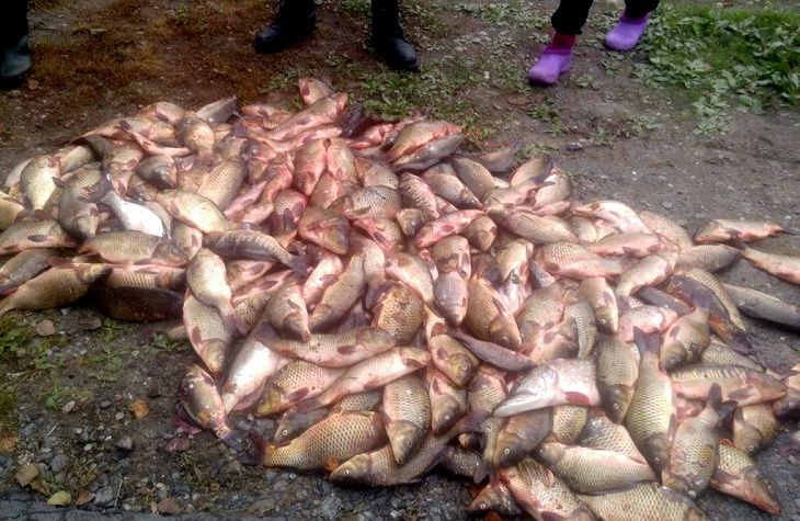 В Житковичском районе из пруда рыбхоза браконьеры украли более 220 кг рыбы