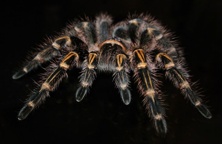 Ученые нашли объяснение агрессивности пауков