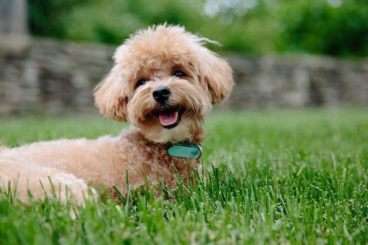 Названы породы собак, которые помогают снять стресс и избежать депрессии