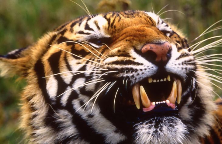 Чампаватская тигрица: рекордсмен по количеству человеческих жертв 
