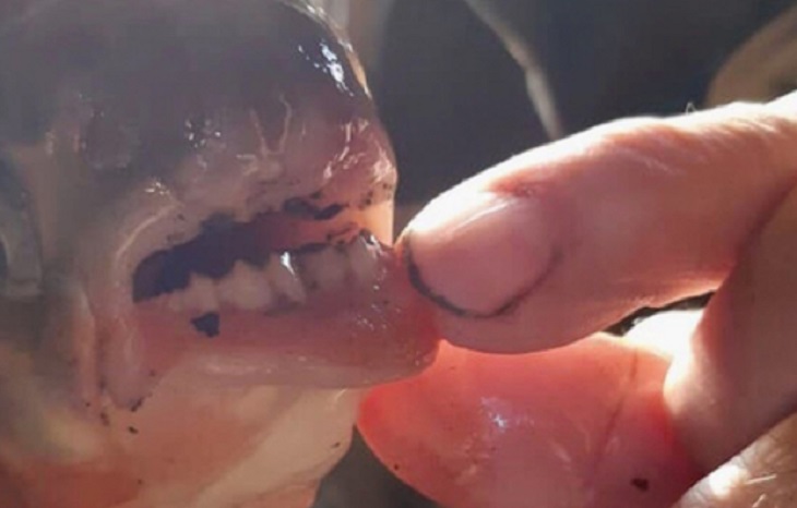 В России поймали странную пиранью с человеческими зубами