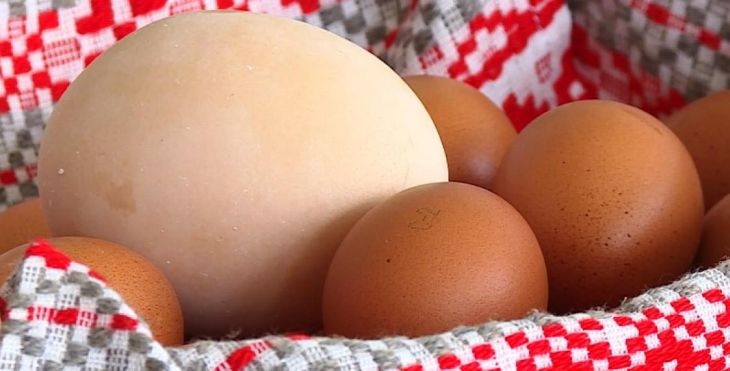 На Могилёвщине снесли самое большое куриное яйцо в Беларуси На Могилёвщине снесли самое большое куриное яйцо в Беларуси
