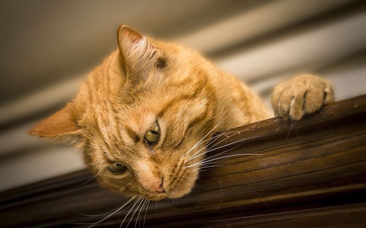 Трава кошачья мята: почему она нравится котам и для чего она нужна:  новости, коты, животные, советы, домашние животные