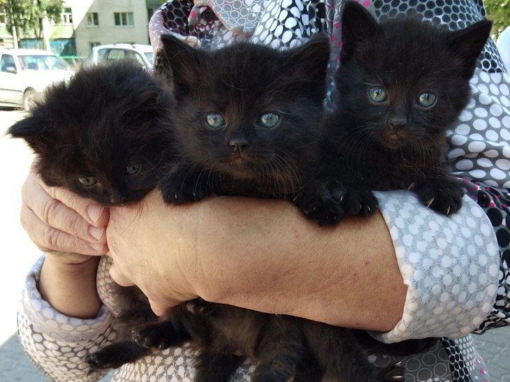 «Нуждаемся в законодательстве о защите животных». Чем живут и как работают те, кто заботится о бездомных животных